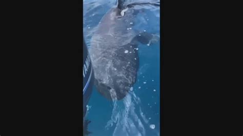 California Fisherman Capture Video Of Extremely Rare Megamouth Shark