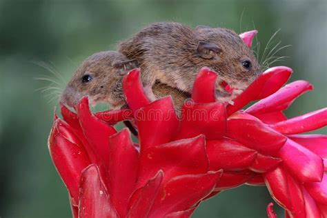 Two White Rats are Eating a Water Apple. Stock Photo - Image of nose ...