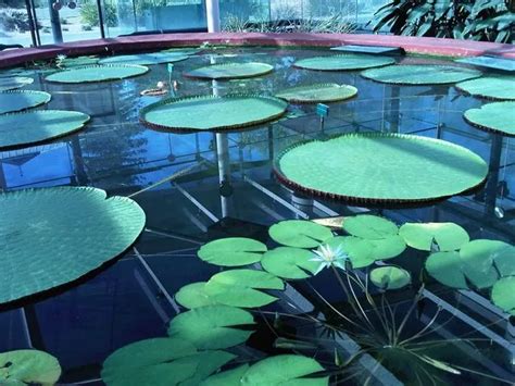 Victoria Amazonica