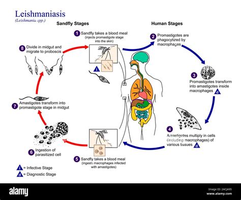 El Protozoario De Ciclo De Vida De La Leishmaniasis Ilustración Que Muestra El Ciclo De Vida