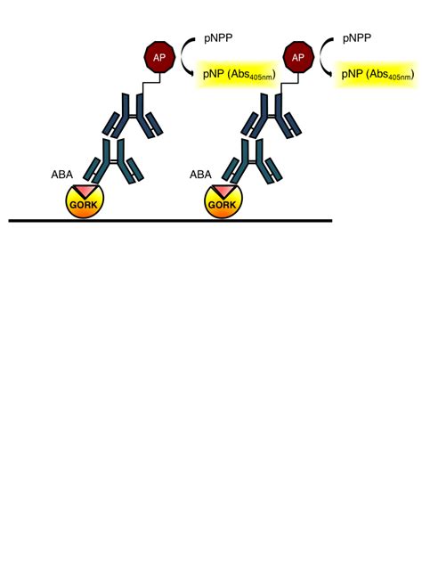 Supplemental Figure 7 An Indirect Enzyme Linked Immunosorbent Assay Download Scientific Diagram