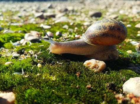 premium photo shell beauty capturing  snail   habitat