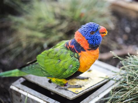 Lorikeet Flickr