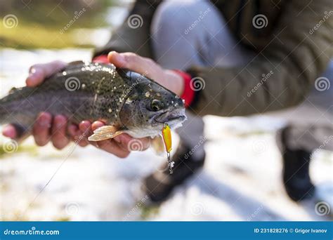 Catch Of A Rainbow Trout By A Fly Fisherman In The River Stock Photo