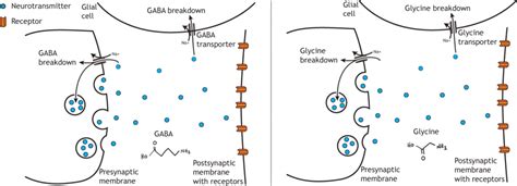 36 Neurotransmitters Amino Acid Neurotransmitters Glutamate Gaba