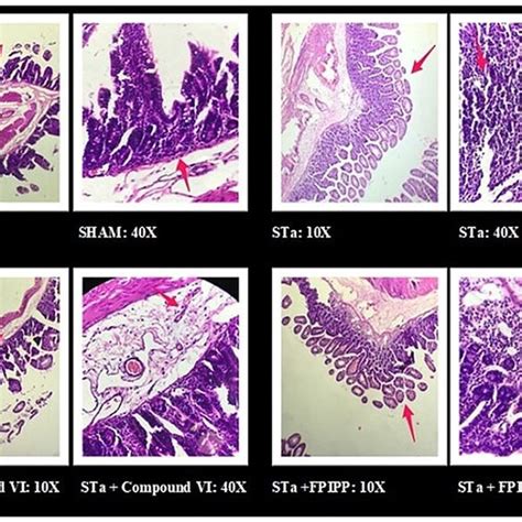 Histopathological Analysis Of Intestinal Tissue Ileum Of Rabbits