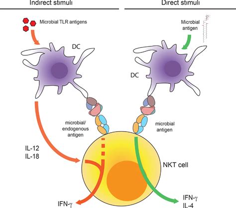 Frontiers Recognition Of Microbial Glycolipids By Natural Killer T Cells