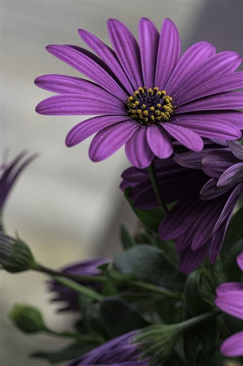 Flower Marguerite Plant Free Photo On Pixabay Pixabay