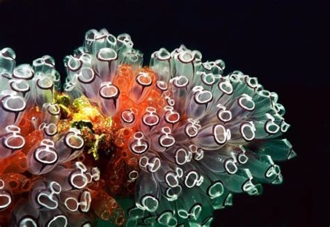 Tunicate Also Known As Urochordata Tunicata And