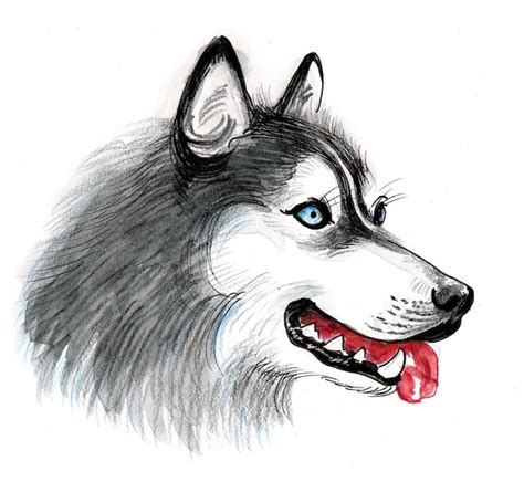 Perro Husky Dibujo A Tinta Y Acuarela Foto Premium