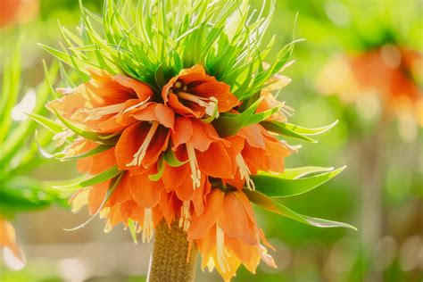 blossom, flowering plant, imperial crown, orange, lilies, 4K, botany