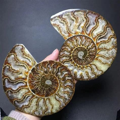 A Pair Natural Ammonite Fossil Conch Quartz Crystal Specimen Reiki