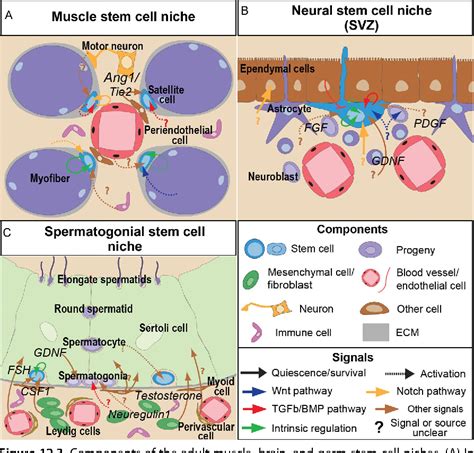 Pdf Adult Stem Cell Niches Cellular And Molecular Components