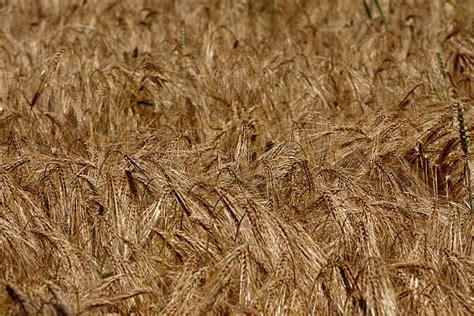 360+ Wheat Whole Wheat Husk Cereal Plant Stock Photos, Pictures ...