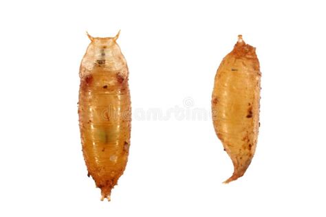 Vinegar Fly Fruit Fly Drosophila Melanogaster All Life Stages Egg Larvae Pupa And Adult