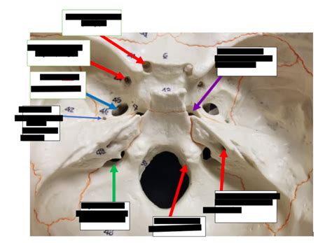 skulls foramen labeled Diagram | Quizlet