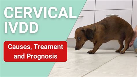 Intervertebral Disc Disease Ivdd In Dogs What To Expect