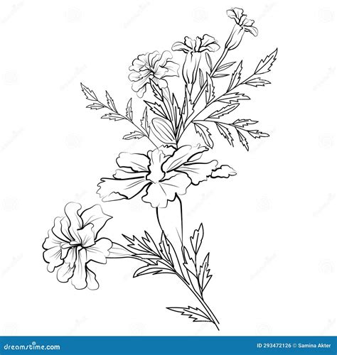 Topical Marigold Flower Line Drawing Marigold Vector Sketch Line Art