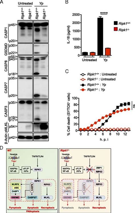 Ripk1 Distinctly Regulates Yersinia Induced Inflammatory Cell Death