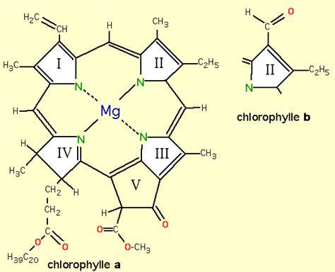 Formules Des Chlorophylles A Et B Planet Vie