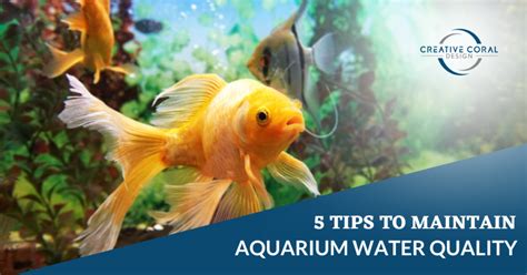 5 Tips To Maintain Aquarium Water Quality - Creative Coral Design