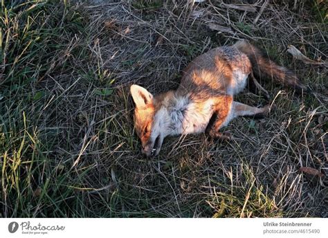 Road Traffic Victim Dead Fox On The Edge Of The Roadway A Royalty