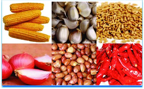 Some Major Sources Of Aflatoxins Download Scientific Diagram