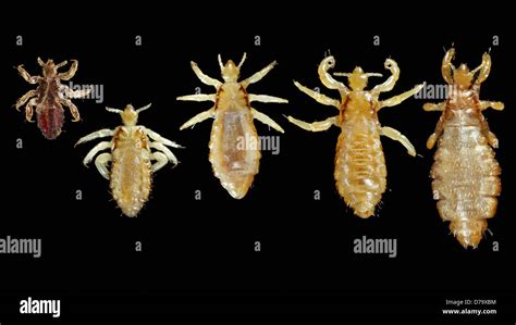 Pidocchio Pubico Immagini E Fotografie Stock Ad Alta Risoluzione Alamy