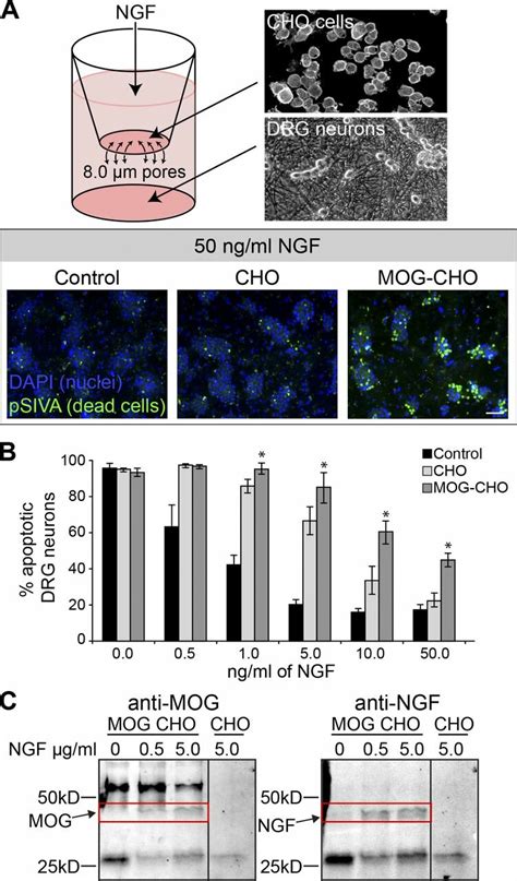 Mog Expressing Cho Cells Sequester Ngf To Control Local Concentrations