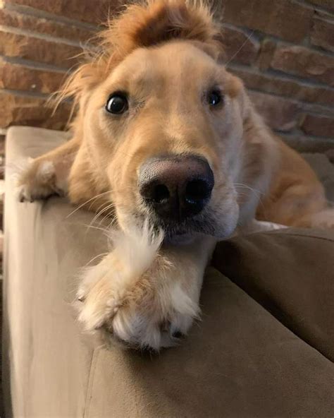 Rae un adorable Golden Retriever doté d une oreille tombante est