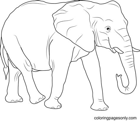 Elefante Africano Para Colorear Gratis Elefante Para Colorear