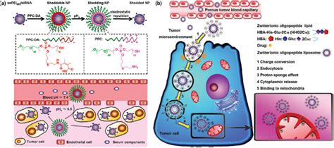 PH Responsive Tumor Targeting A Ternary Polyplex With Tumor