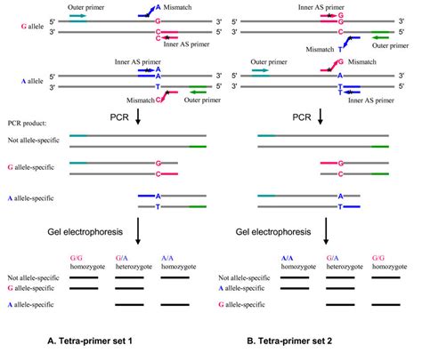 How To Design Allele Specific Primers