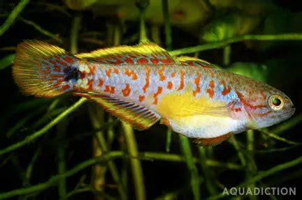 Empire Gudgeon Hypseleotris Compressa Fish Profile Care Guide