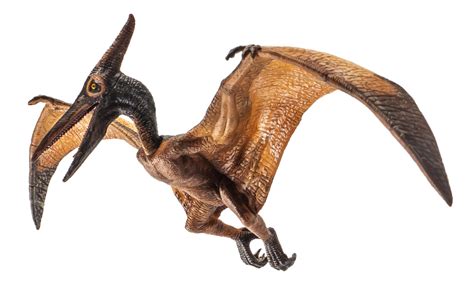 Pteranodon Pterodactyl Dinosaurio Sobre Fondo Blanco 8844454 PNG