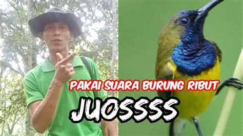 Suara Pikat Burung Ribut Paling Jltu Pakai Suara Ini Dapat Banyak