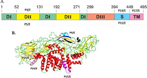 The Locations Of The Broadly Immunogenic Neutralizing E Protein