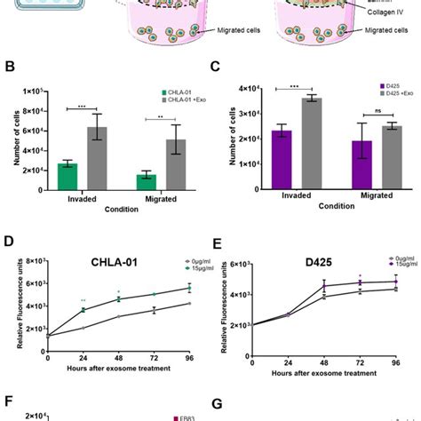 Exosomes From Metastatic Cell Lines Can Confer A Proinvasive Phenotype Download Scientific