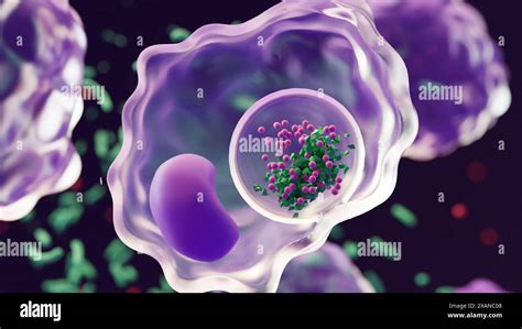 Illustration Showing A Bacterium Green Being Broken Down By Enzymes