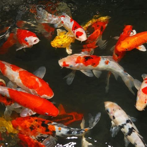 60 Koi Fish Names Inspiration And Meaning