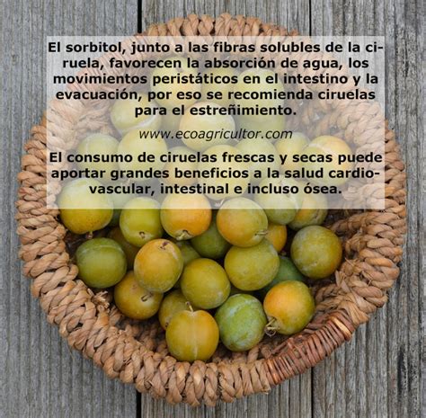 Ciruela ¿para Qué Es Buena Esta Fruta Valor Nutricional Y Beneficios