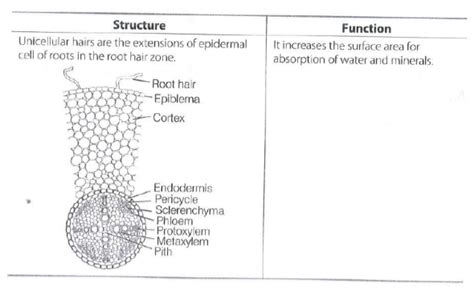 Epidermal Cells Are Often Modified To Perform Specialised Functions In