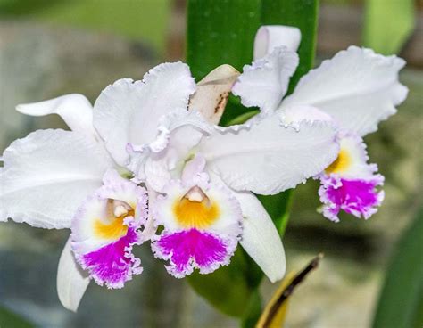 Las orquídeas más lindas de Colombia Colombia Travel