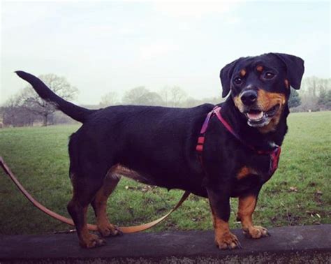 31 Radiant Rottweiler Mixes - The Ultimate Rottie Mix Guide