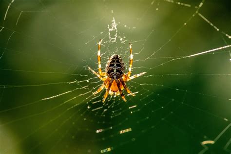 Araña Telaraña Insecto Foto gratis en Pixabay Pixabay