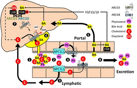 Enterohepatic Sterol Flux And Regulation Of Abcg5 Abcg8 1 Bile Acid Download Scientific