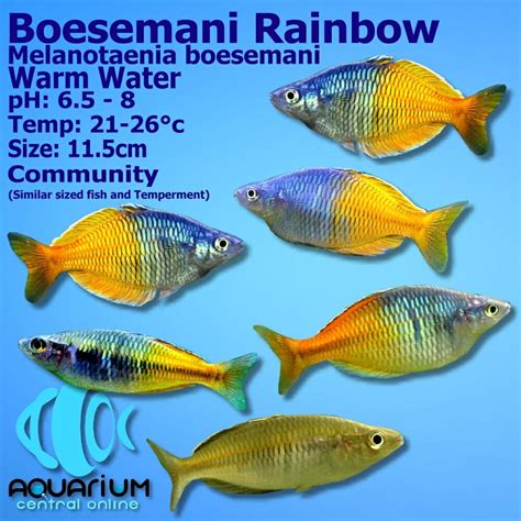 Rainbow Boesemani Rainbow Melanotaenia Boesemani 5cm Aquarium