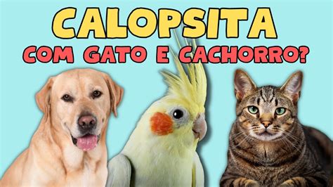 PODE CRIAR CALOPSITA CACHORRO E GATO Dicas Para Ajudar Na