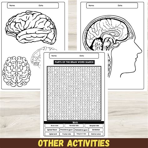 Label The Parts Of The Human Brain : Labeling Worksheet Diagram Anatomy - Made By Teachers