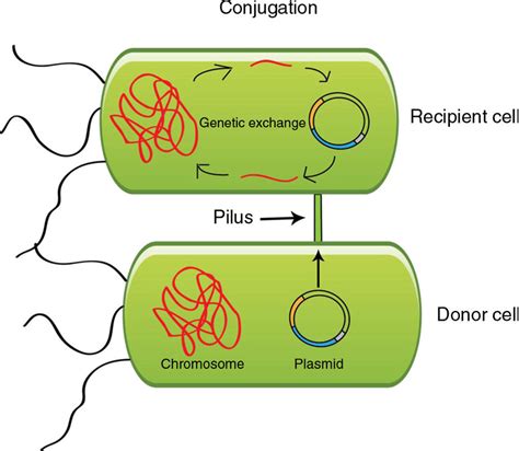 Illustration Of Bacterial Conjugation Download Scientific Diagram